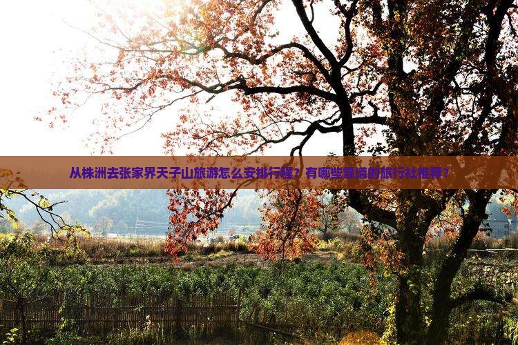 从株洲去张家界天子山旅游怎么安排行程？有哪些靠谱的旅行社推荐？