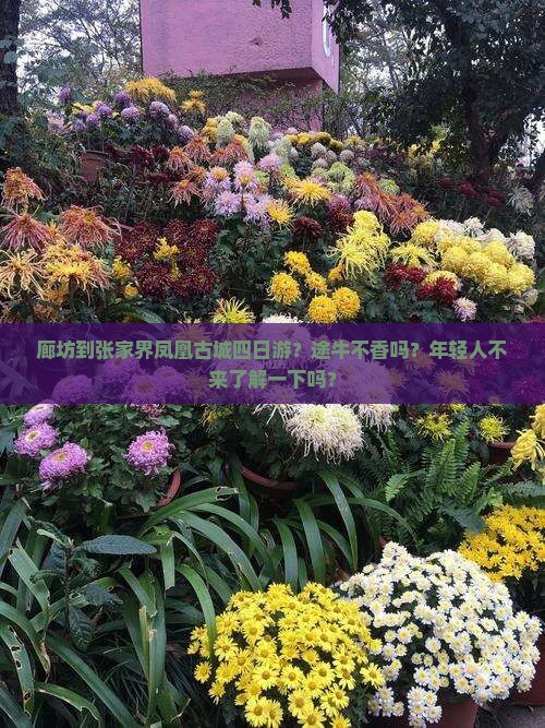 廊坊到张家界凤凰古城四日游？途牛不香吗？年轻人不来了解一下吗？