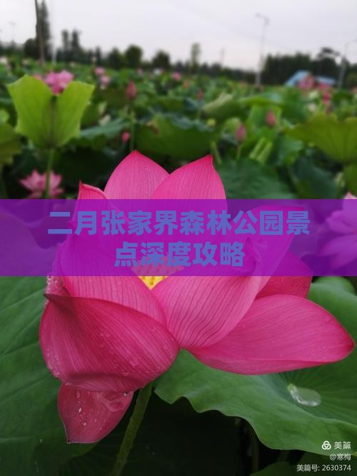 二月张家界森林公园景点深度攻略