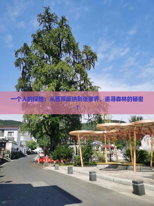 一个人的探险：从西双版纳到张家界，追寻森林的秘密？