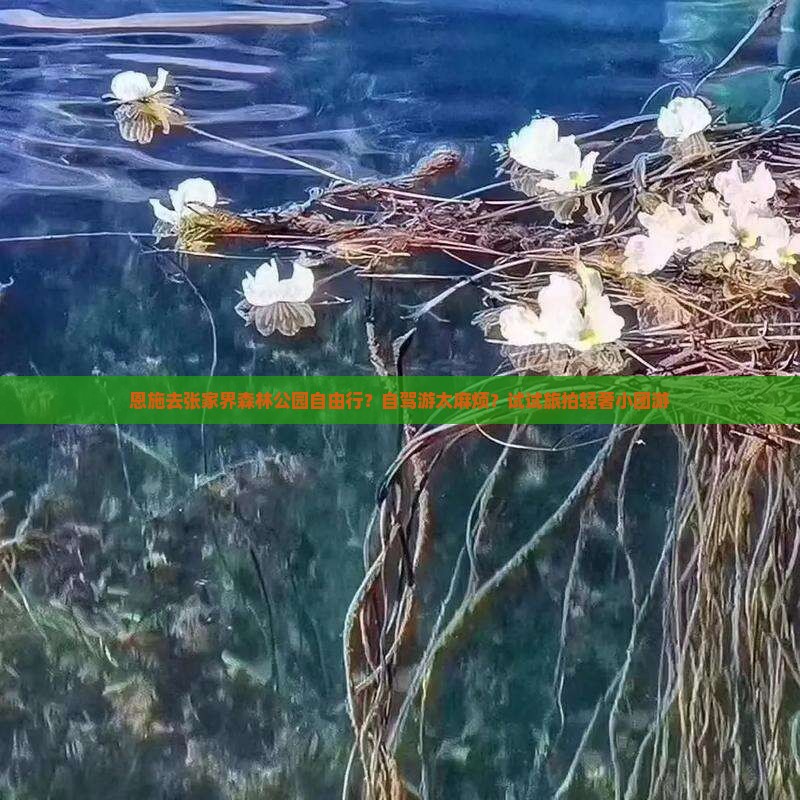 恩施去张家界森林公园自由行？自驾游太麻烦？试试旅拍轻奢小团游