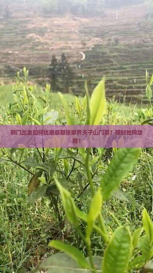 荆门出发如何优惠获取张家界天子山门票？限时抢购攻略！