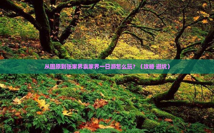 固原去张家界袁家界一日