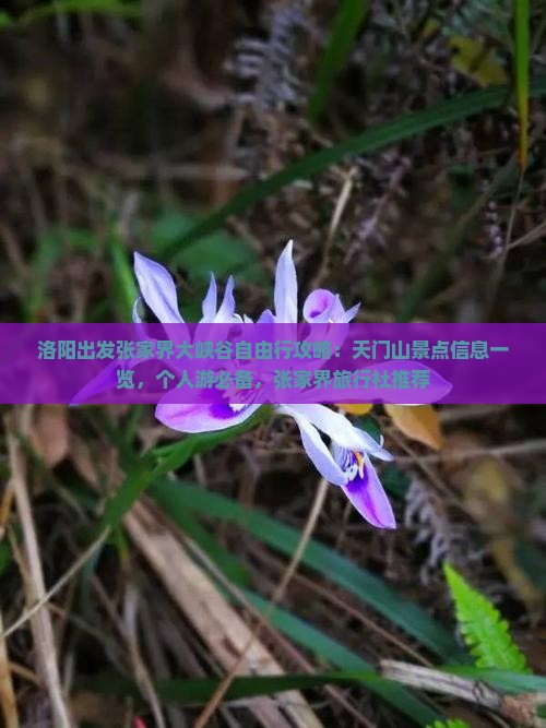 洛阳出发张家界大峡谷自由行攻略：天门山景点信息一览，个人游必备，张家界旅行社推荐
