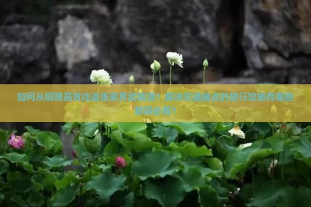 如何从铜陵高效往返张家界武陵源？解决交通痛点的旅行攻略有哪些新词必看？