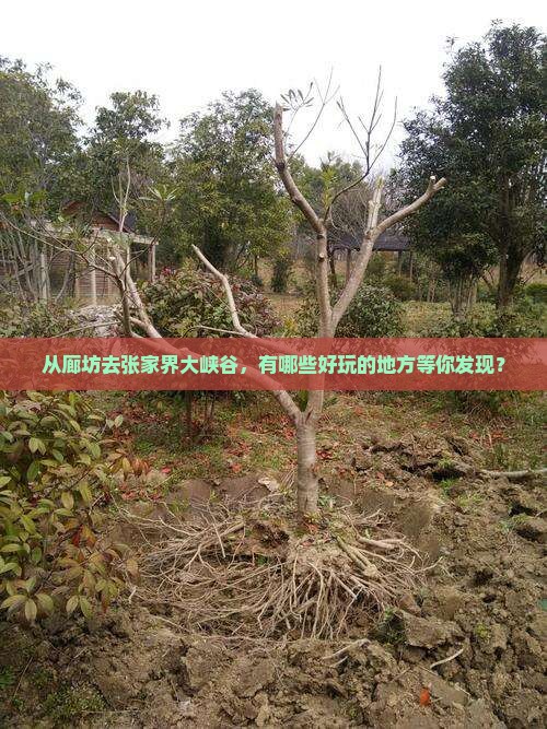 从廊坊去张家界大峡谷，有哪些好玩的地方等你发现？