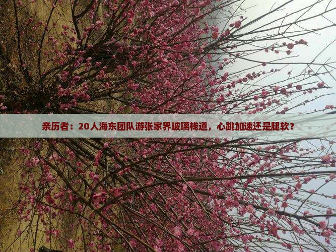 亲历者：20人海东团队游张家界玻璃栈道，心跳加速还是腿软？