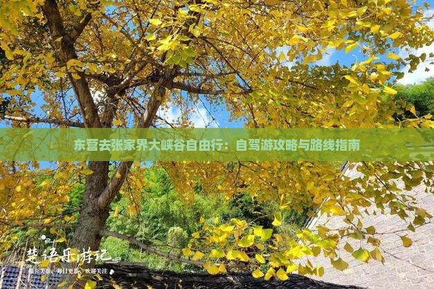 东营去张家界大峡谷自由行：自驾游攻略与路线指南