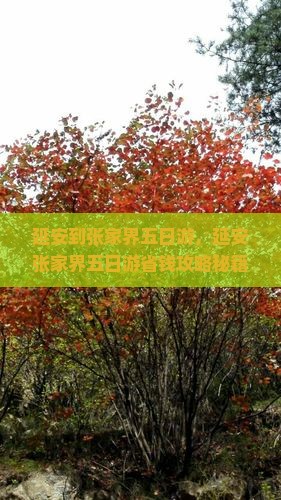 延安到张家界五日游