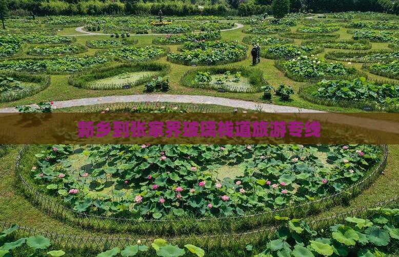 新乡去张家界玻璃栈道旅行社 新乡去张家界玻璃栈道旅行社