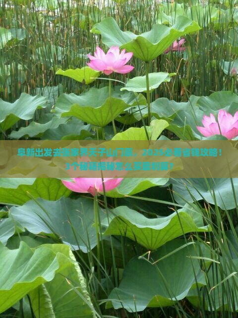 阜新到张家界天子山门票