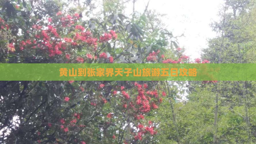 黄山到张家界天子山五日游