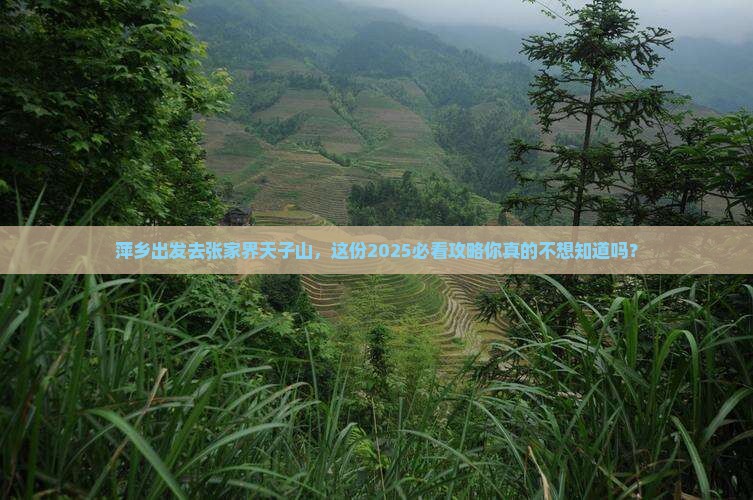萍乡去张家界天子山必去地