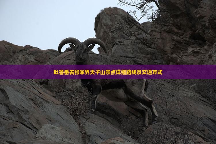 吐鲁番去张家界天子山景点详细路线及交通方式