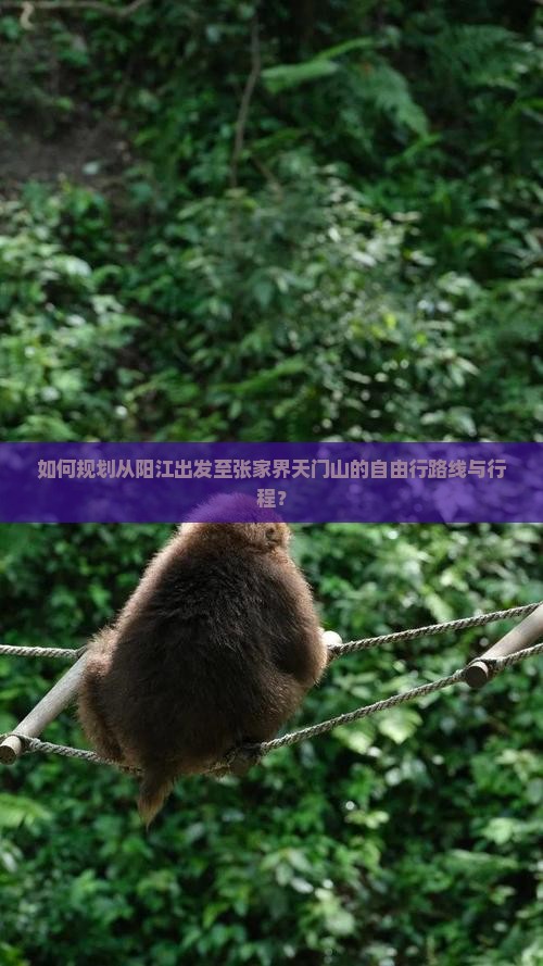 如何规划从阳江出发至张家界天门山的自由行路线与行程？