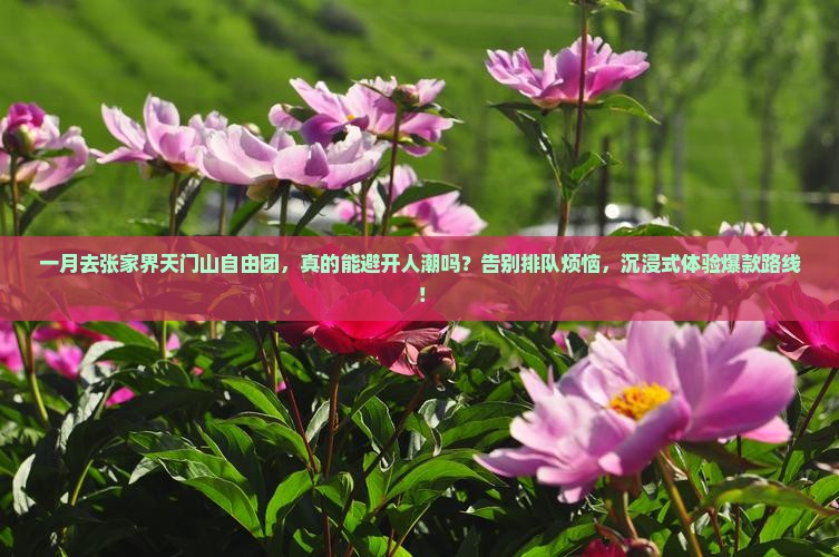 一月去张家界天门山自由团