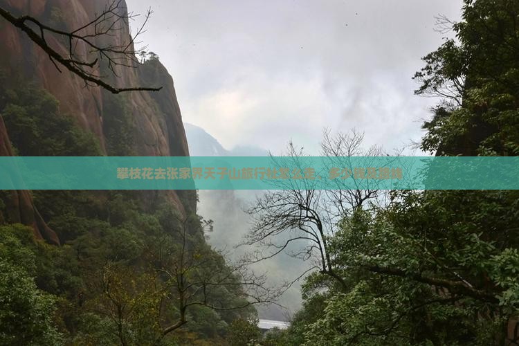 攀枝花去张家界天子山旅行社