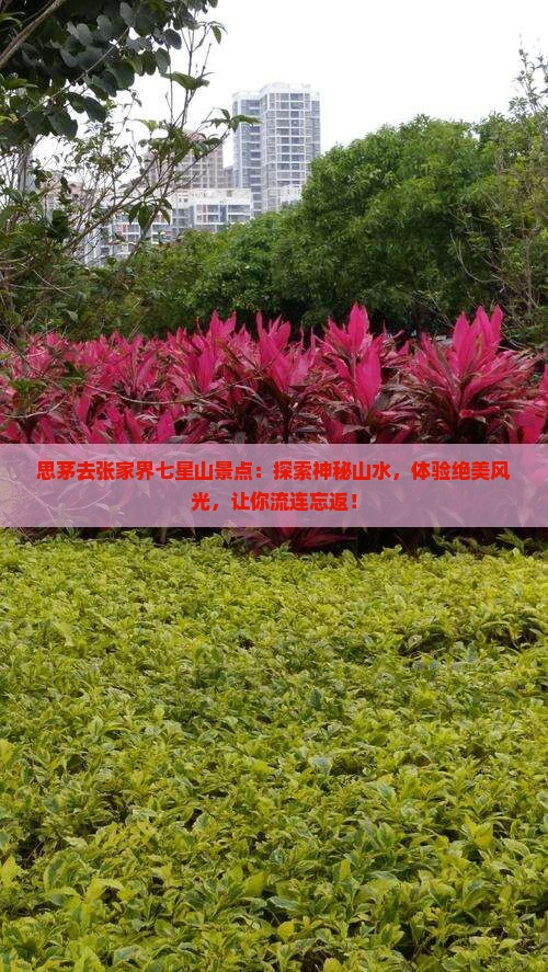 思茅去张家界七星山景点