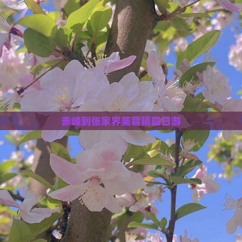 赤峰到张家界芙蓉镇四日游