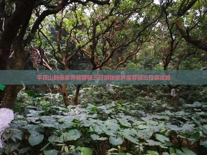 平顶山到张家界芙蓉镇三日游