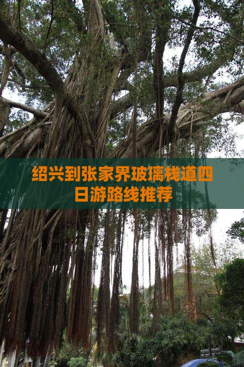 绍兴到张家界玻璃栈道四日游