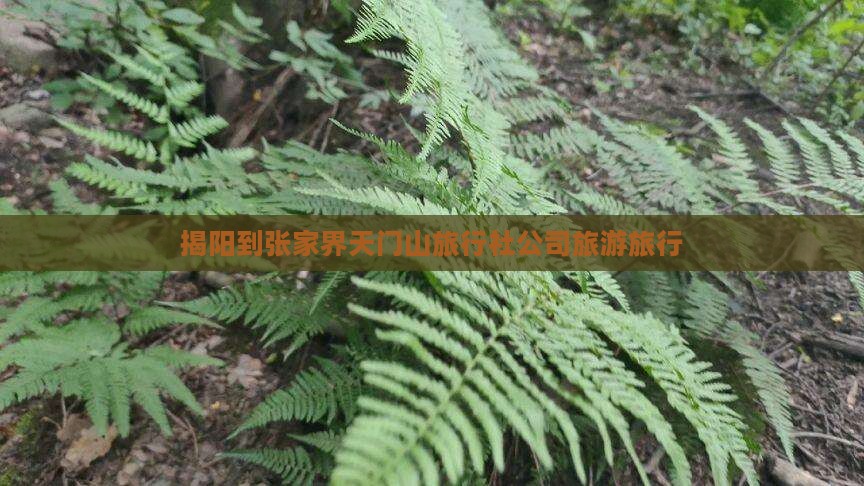 揭阳到张家界天门山旅行社