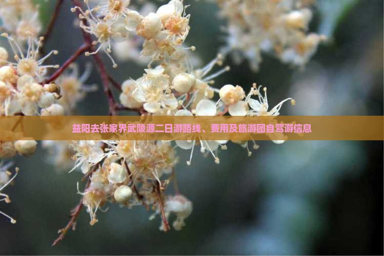 益阳去张家界武陵源二日游