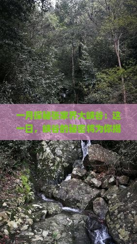 一月到张家界大峡谷一日