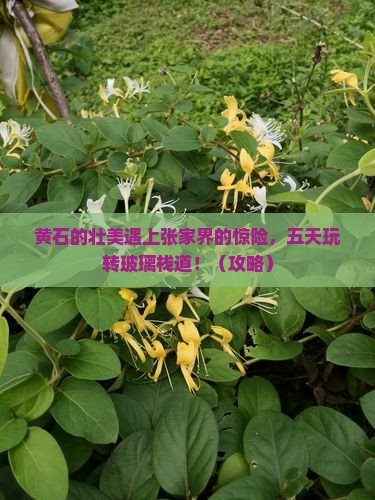 黄石到张家界玻璃栈道五日游