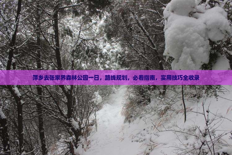 萍乡去张家界森林公园一日