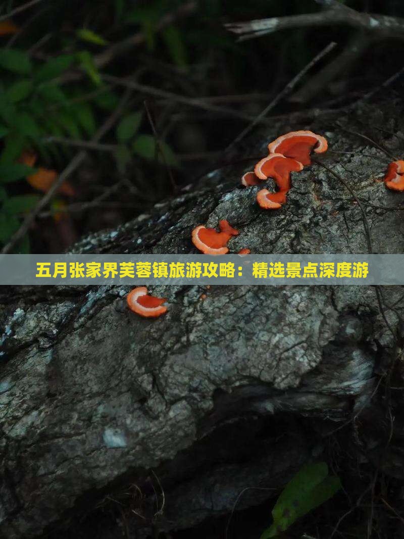 五月张家界芙蓉镇旅游攻略：精选景点深度游