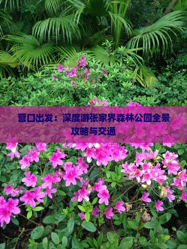 营口出发：深度游张家界森林公园全景攻略与交通