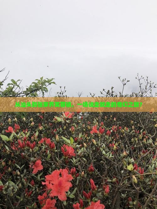 汕头去张家界芙蓉镇团体旅游