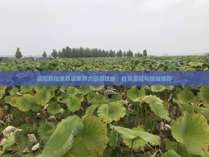 德阳到张家界袁家界六日游攻略：自驾里程与路线推荐