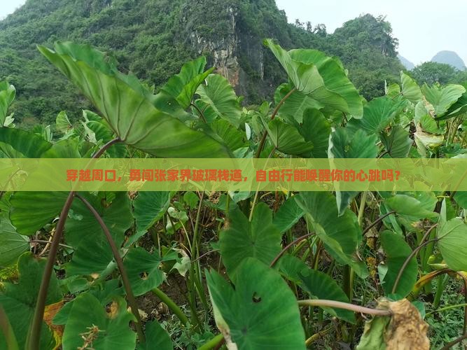 周口到张家界玻璃栈道自由行
