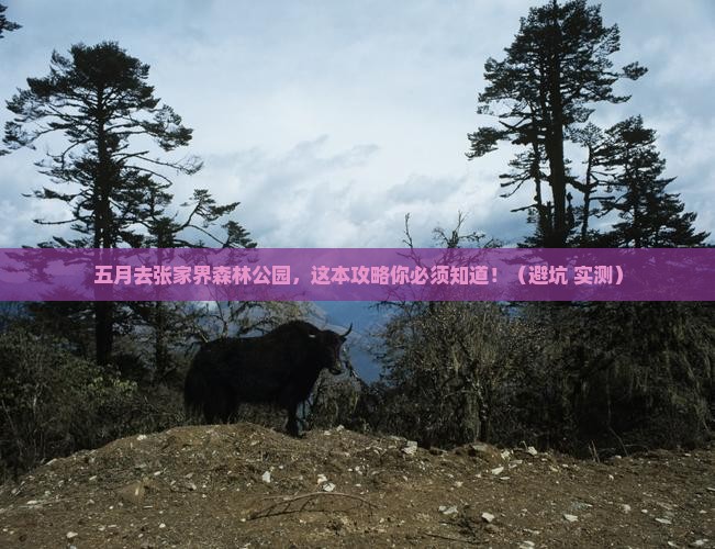五月到张家界森林公园旅行社