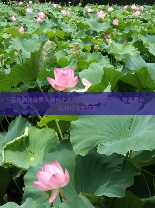 百色到张家界大峡谷个人游