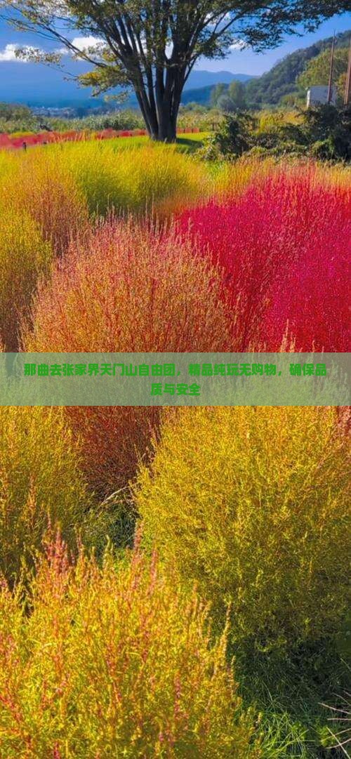 那曲去张家界天门山自由团