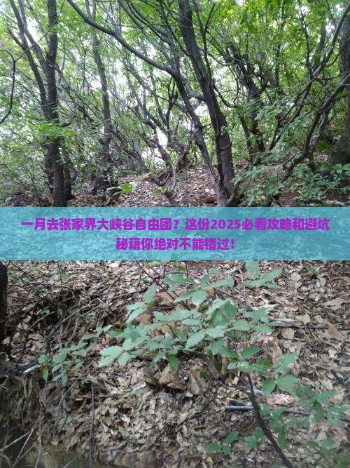 一月到张家界大峡谷自由团