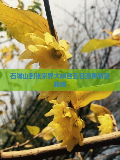 石嘴山到张家界大峡谷五日游费用及路线