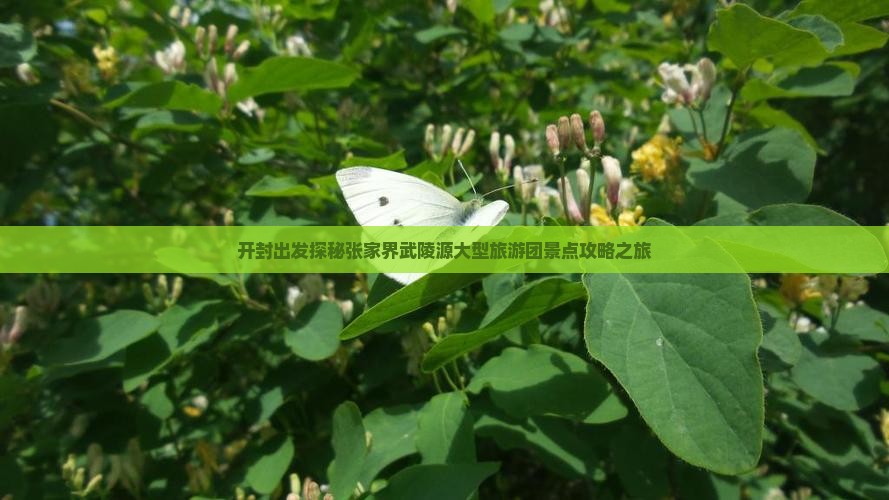 开封出发探秘张家界武陵源大型旅游团景点攻略之旅