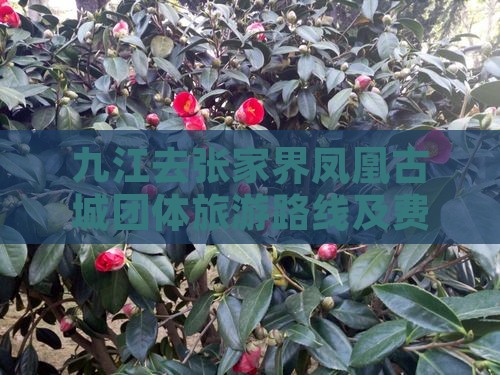 九江去张家界凤凰古城团体旅游路线及费用