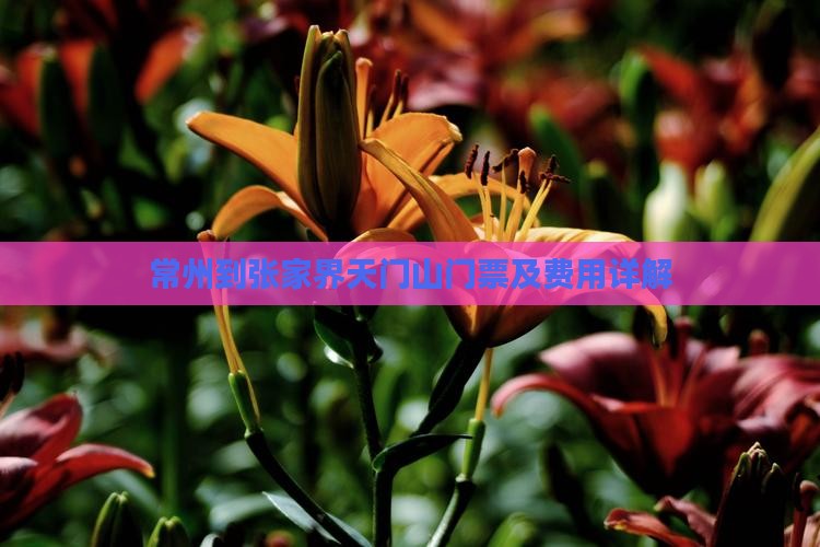 常州到张家界天门山门票