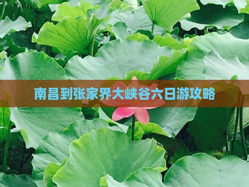 南昌到张家界大峡谷六日游
