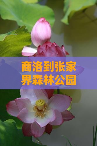 商洛到张家界森林公园一日游攻略