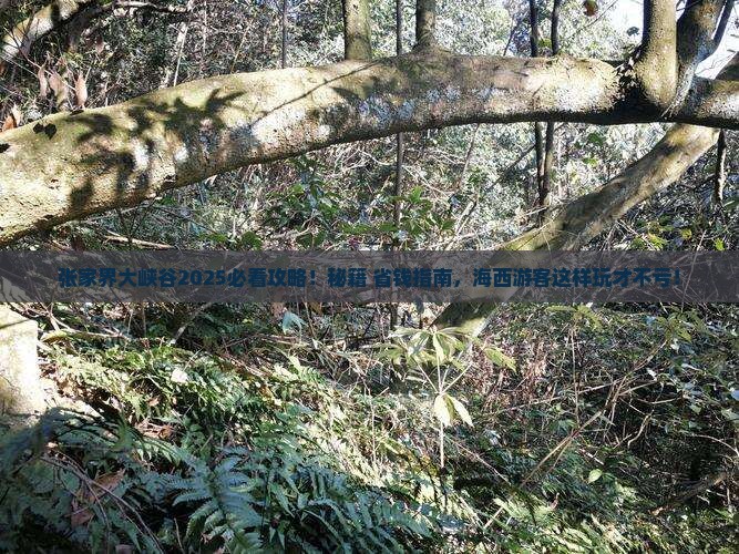 海西去张家界大峡谷哪里玩