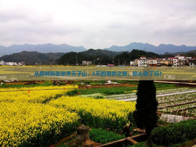 榆林去张家界天子山五日游