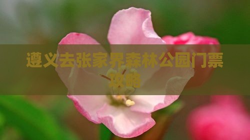 遵义去张家界森林公园门票