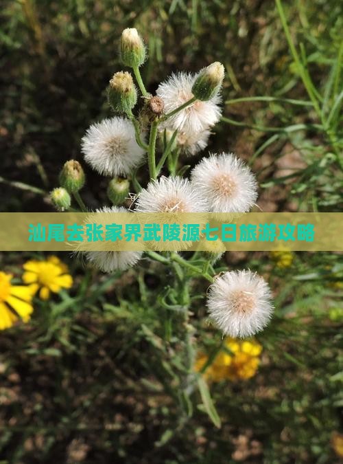 汕尾去张家界武陵源七日游
