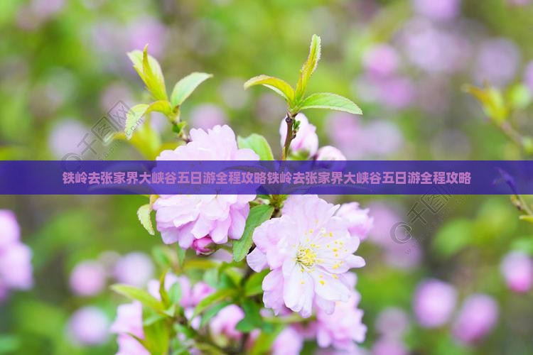 铁岭去张家界大峡谷五日游
